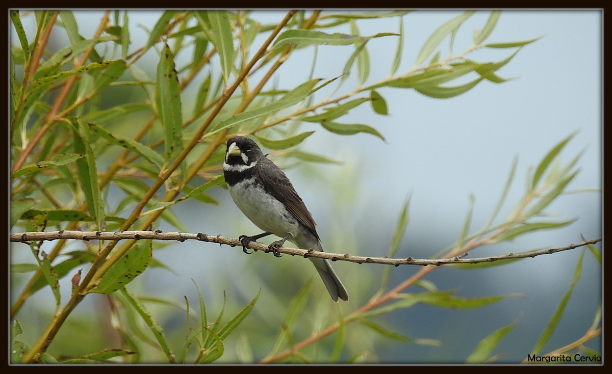Double-collared Seedeater - ML140602061