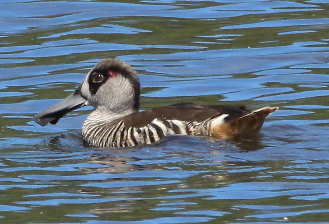 Pink-eared Duck - ML140602231