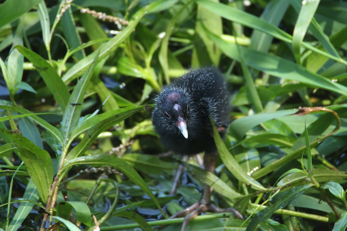 Australasian Swamphen - ML140602461