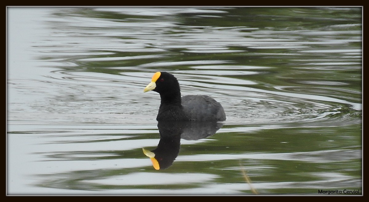 White-winged Coot - ML140602511