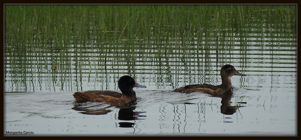 Black-headed Duck - ML140602591