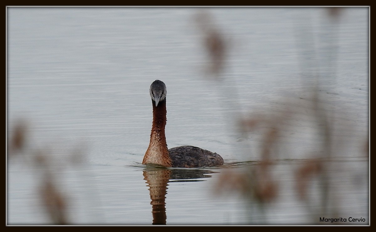 Great Grebe - ML140602621