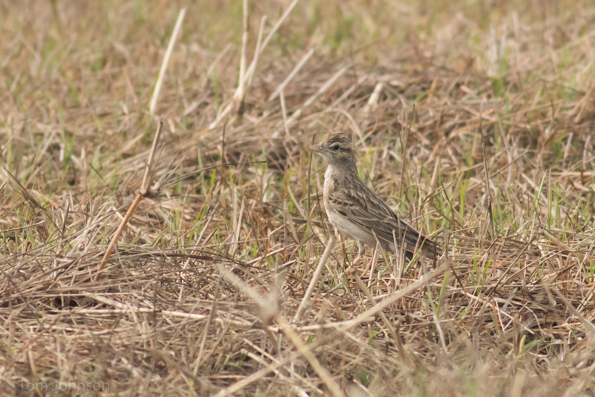 lark sp. - Tom Johnson