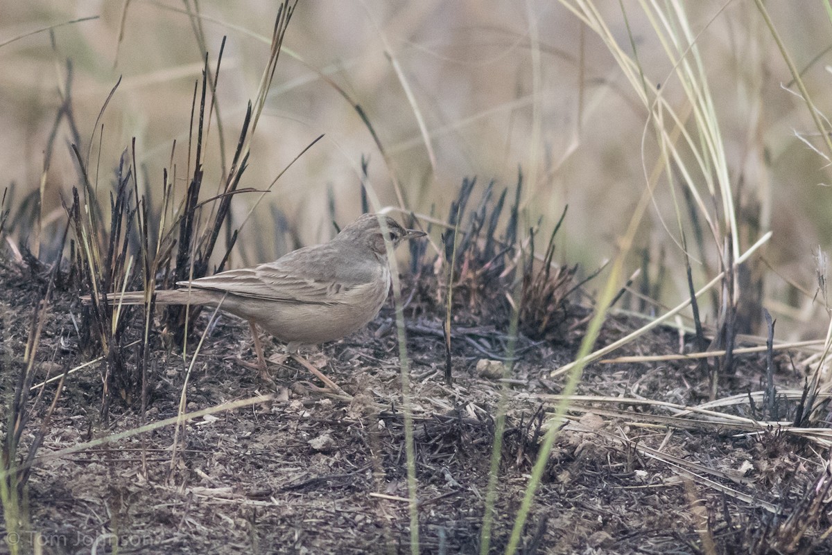 Long-billed Pipit - Tom Johnson