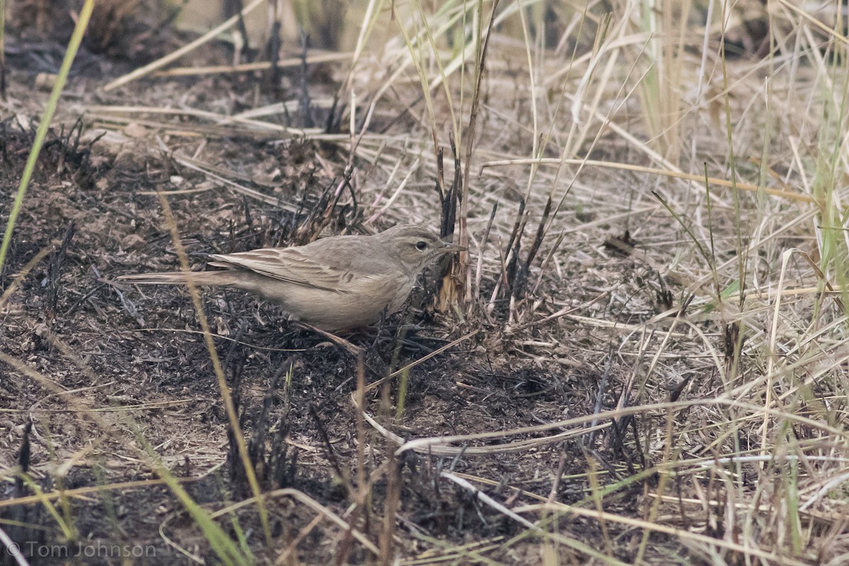 Bisbita Piquilargo - ML140602911