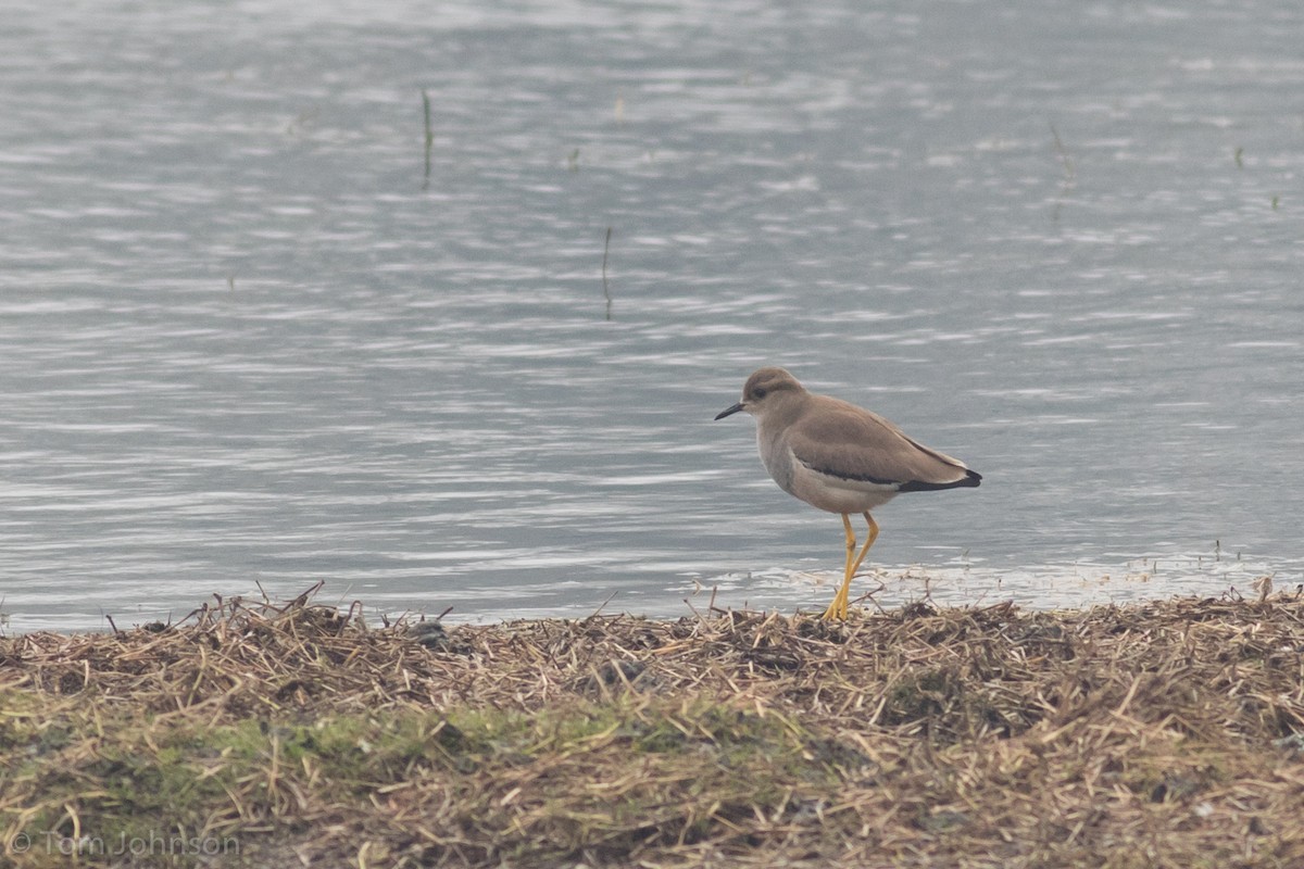 White-tailed Lapwing - ML140603091