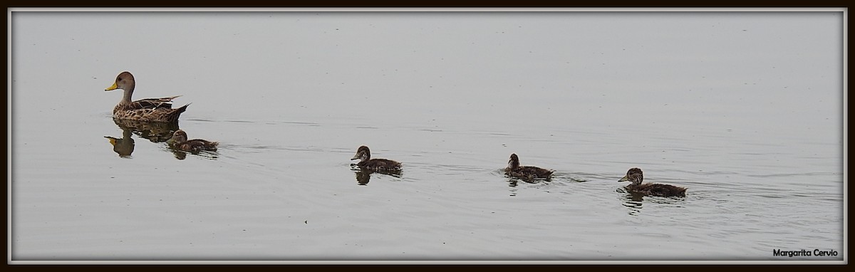 Yellow-billed Pintail - ML140603231