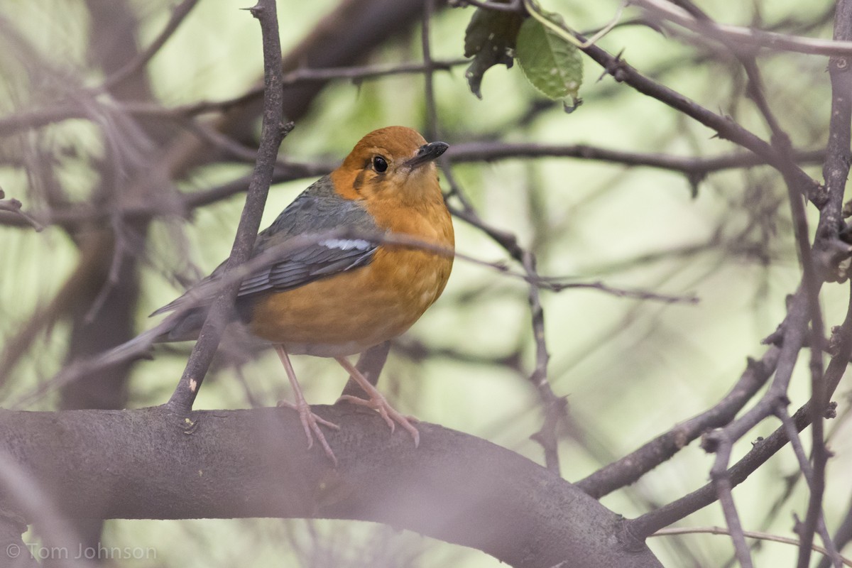 Orange-headed Thrush - ML140603601