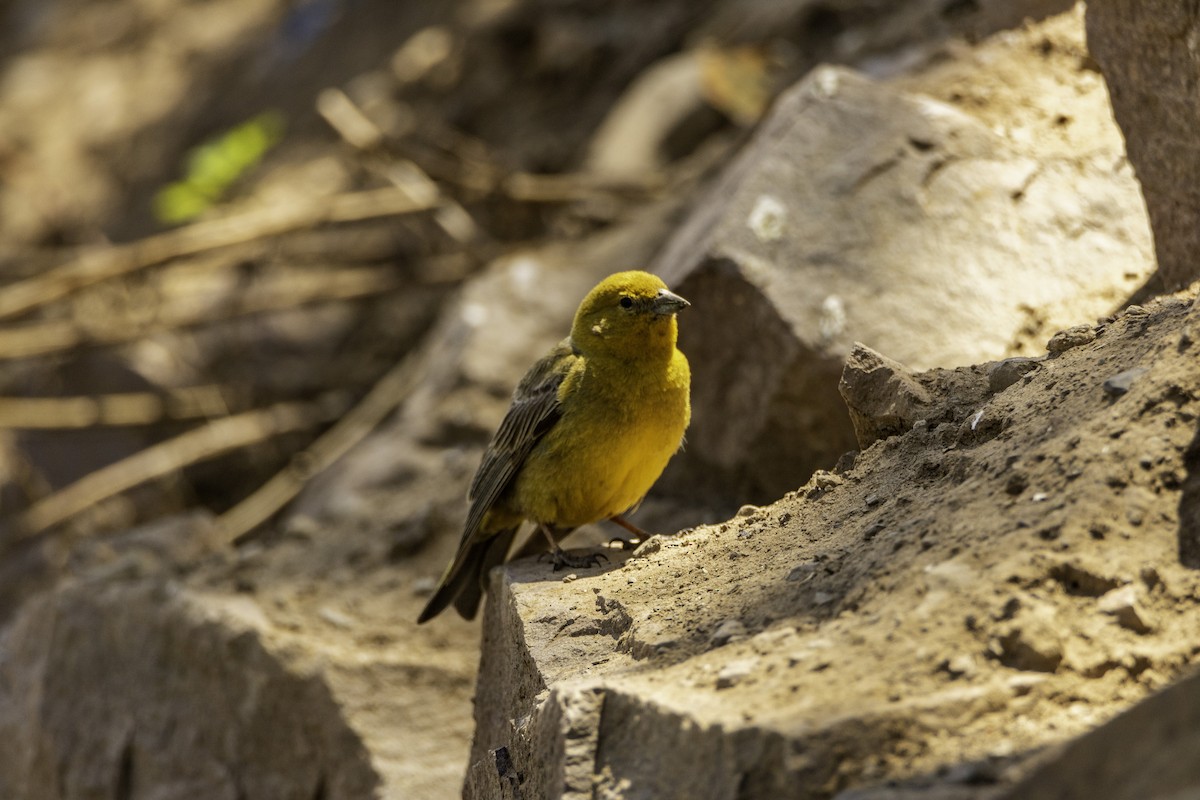 Greater Yellow-Finch - [Kokuko] Jorge Muñoz Novakovic