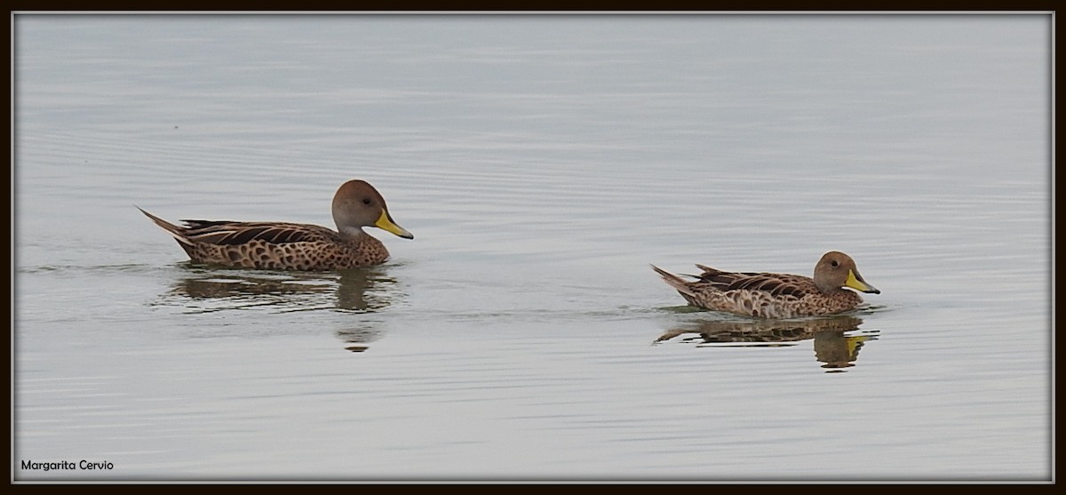 Yellow-billed Pintail - ML140603911