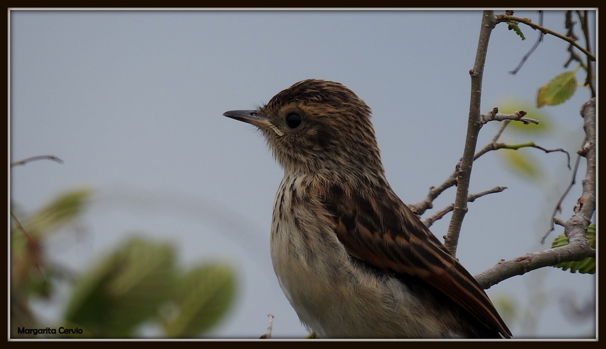 Spectacled Tyrant - ML140604071