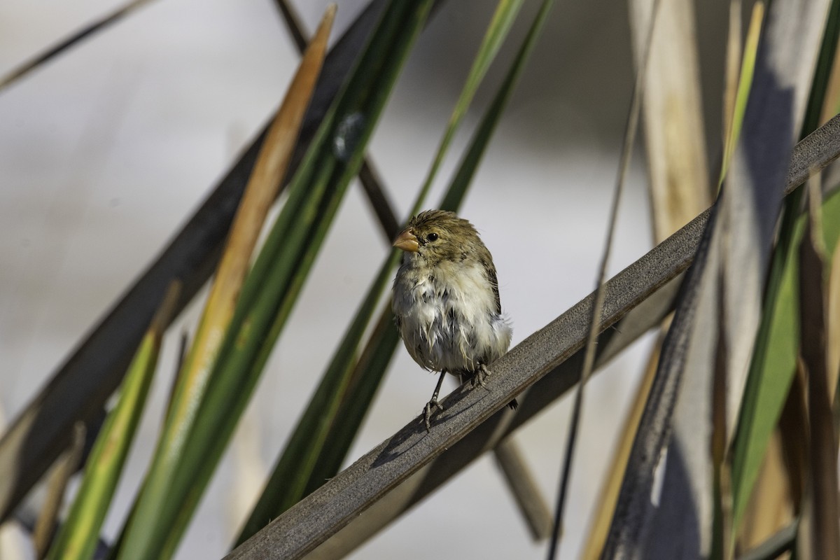 Chestnut-throated Seedeater - ML140604531
