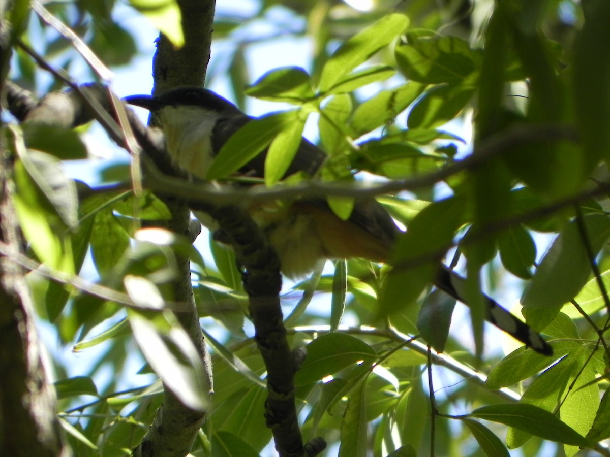 Dark-billed Cuckoo - ML140604751