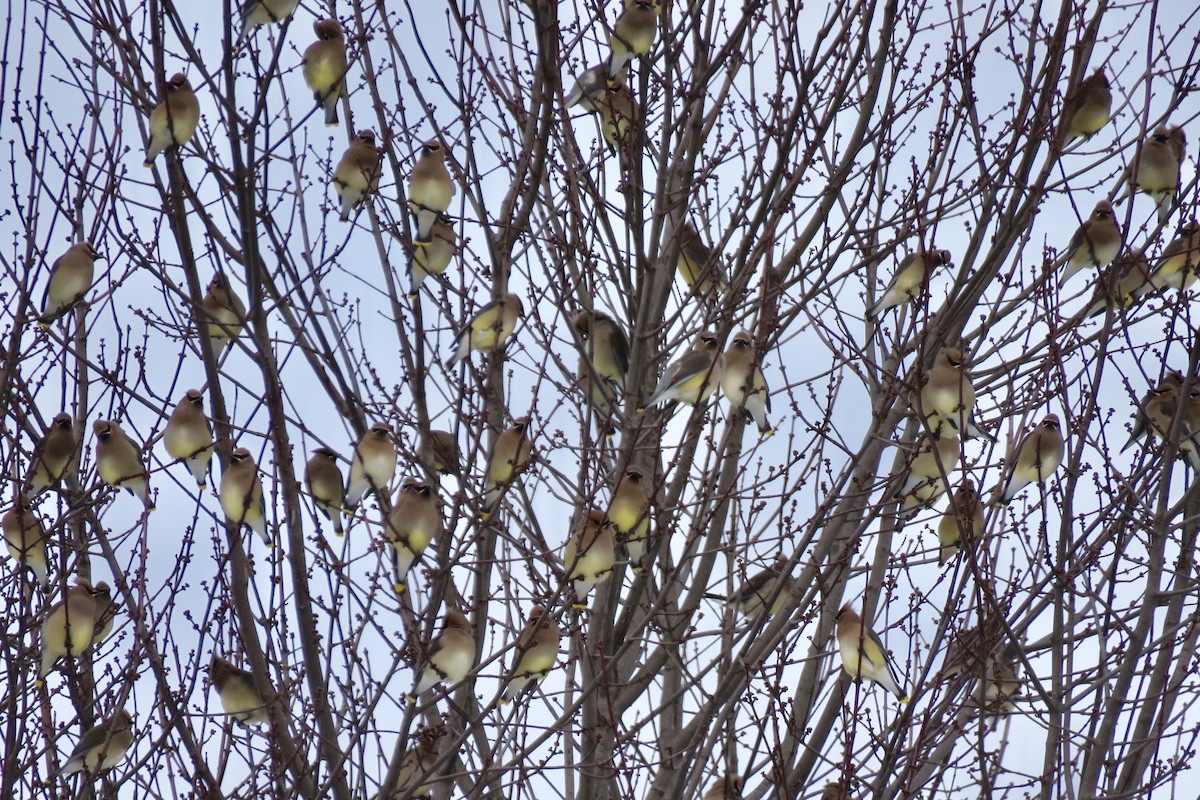 Cedar Waxwing - ML140605861