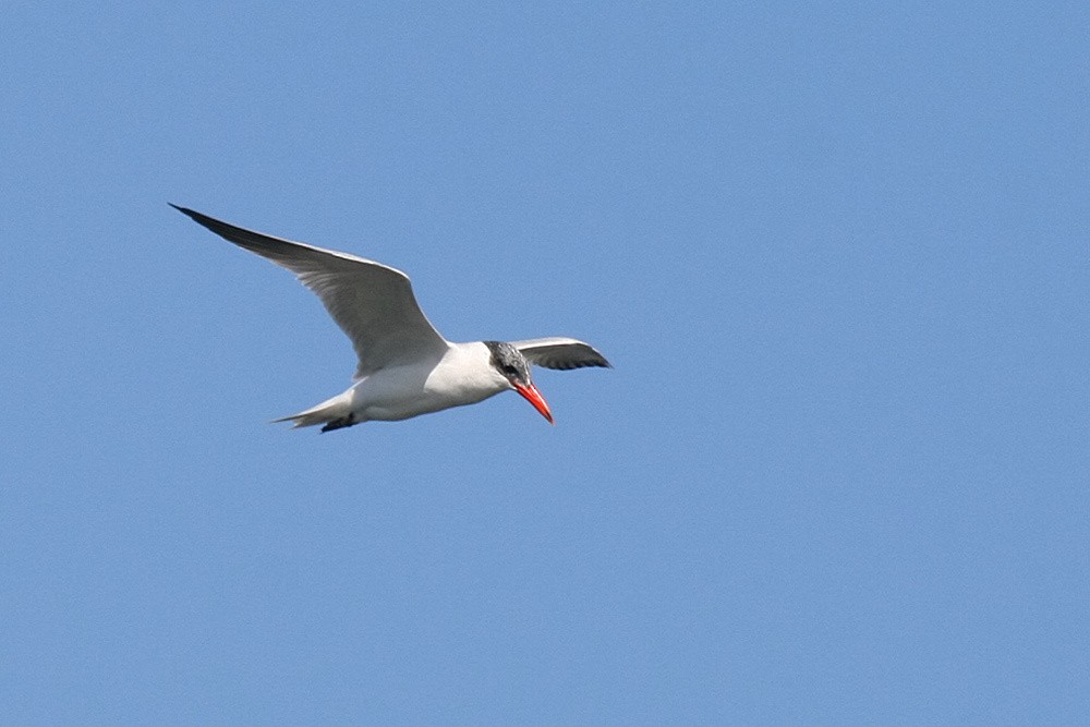 Caspian Tern - ML140606791