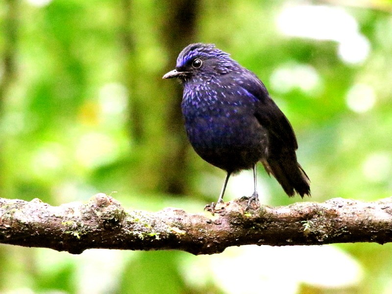 Shiny Whistling-Thrush - ML140607421