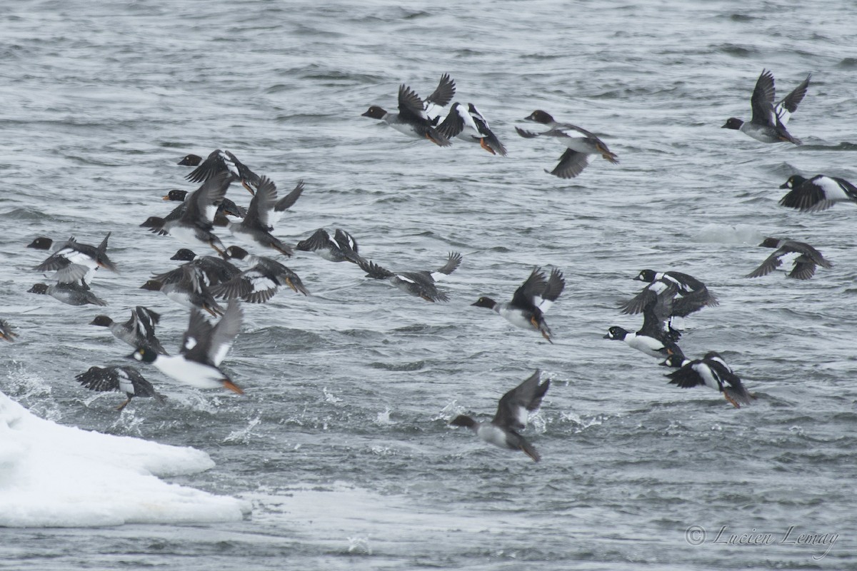 Barrow's Goldeneye - ML140608251