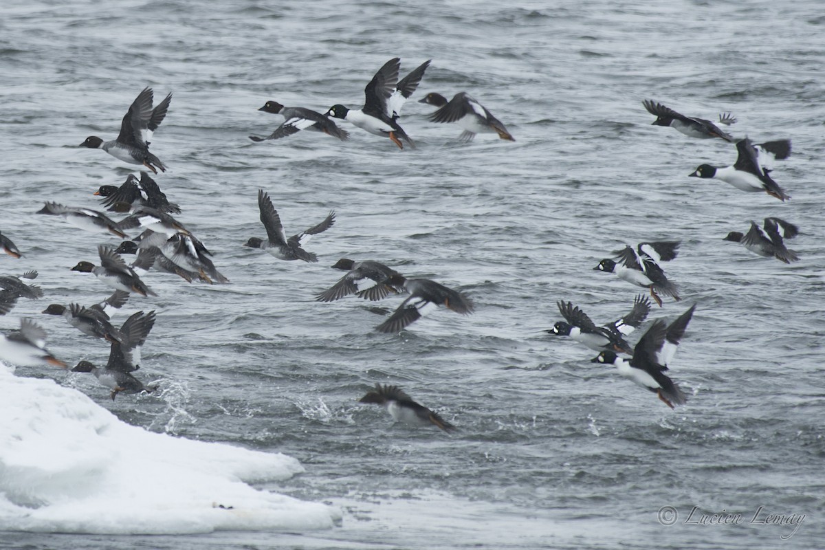 Barrow's Goldeneye - ML140608271