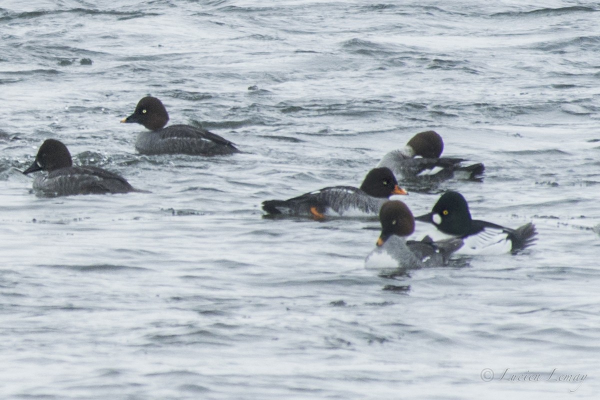 Barrow's Goldeneye - ML140608311