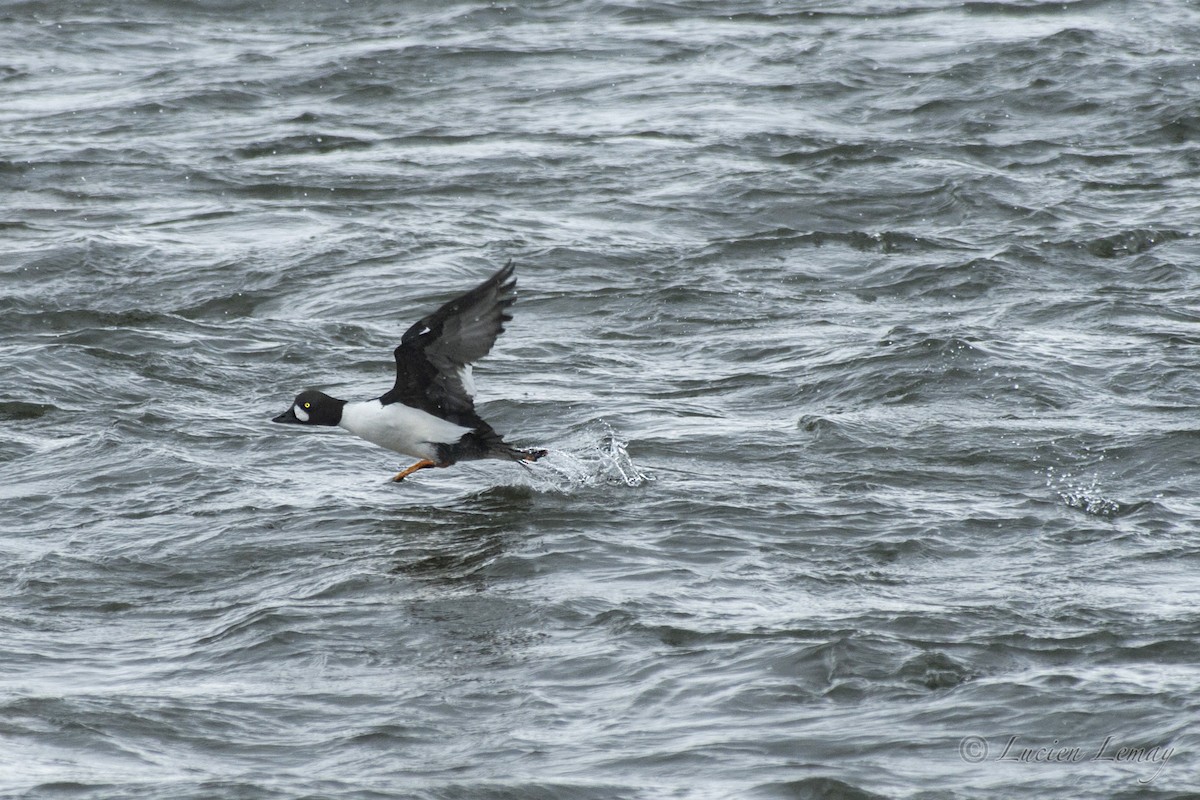 Hybride Garrot à oeil d'or x G. d'Islande - ML140608591