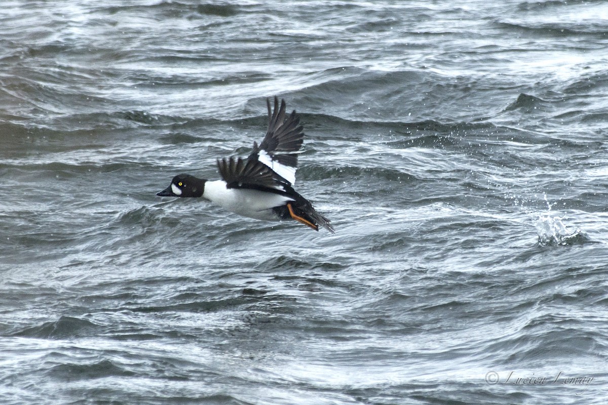 Hybride Garrot à oeil d'or x G. d'Islande - ML140608621