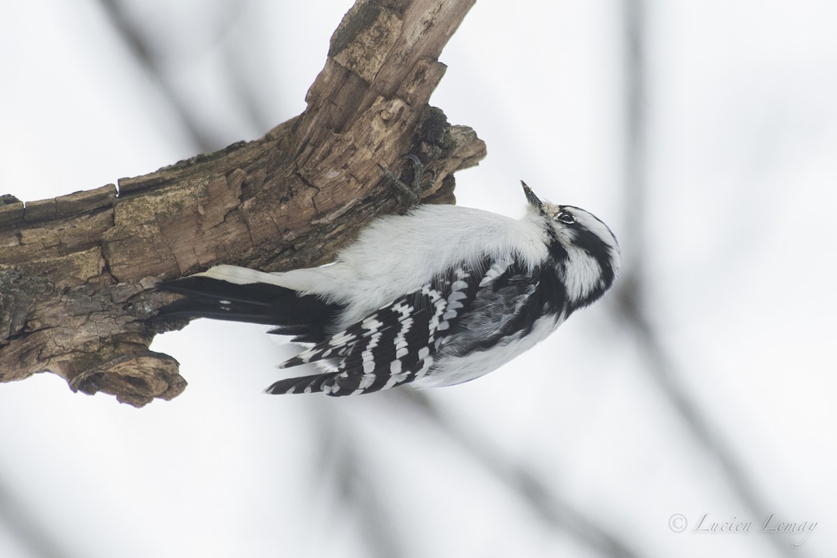 Downy Woodpecker - ML140608821