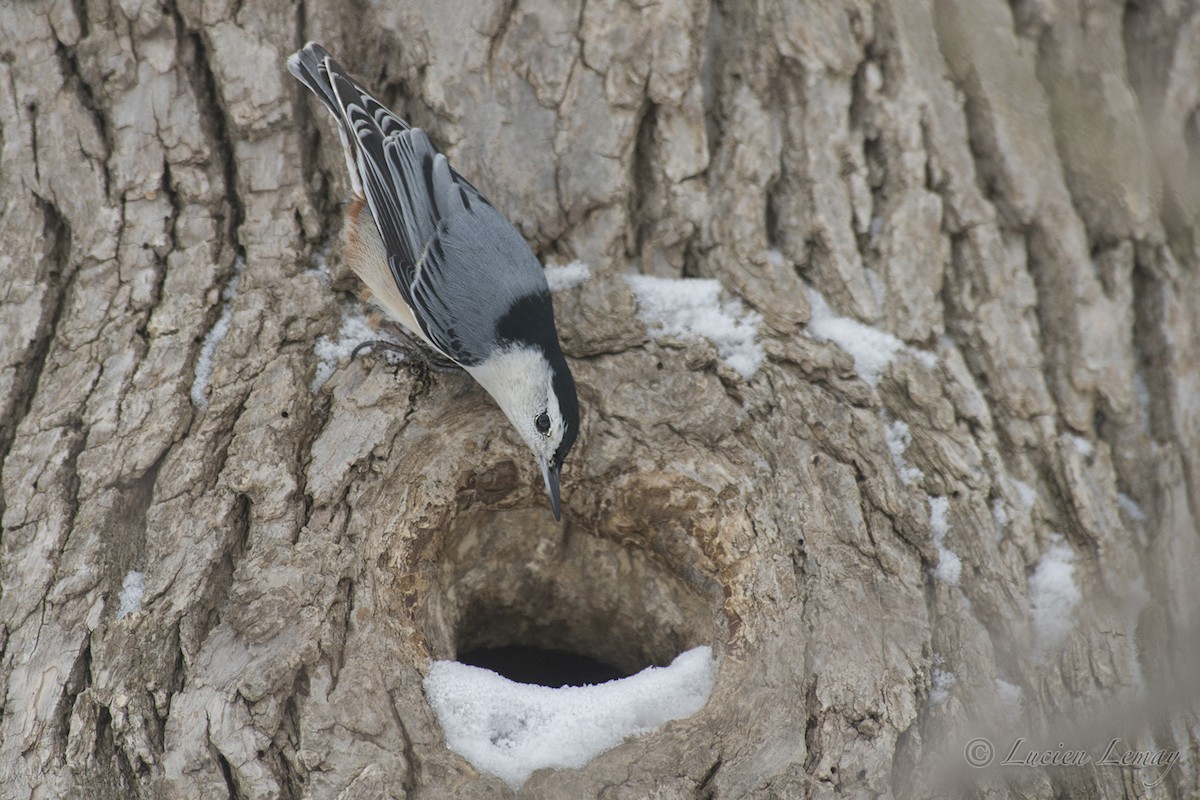 White-breasted Nuthatch - ML140609031