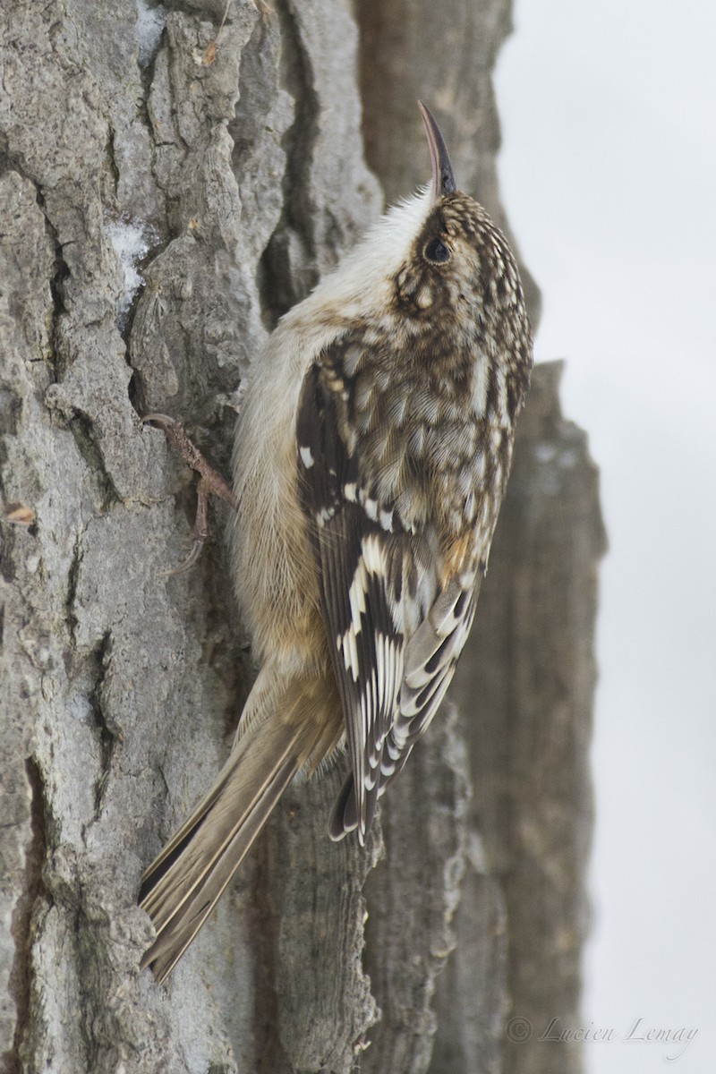 Brown Creeper - ML140609191