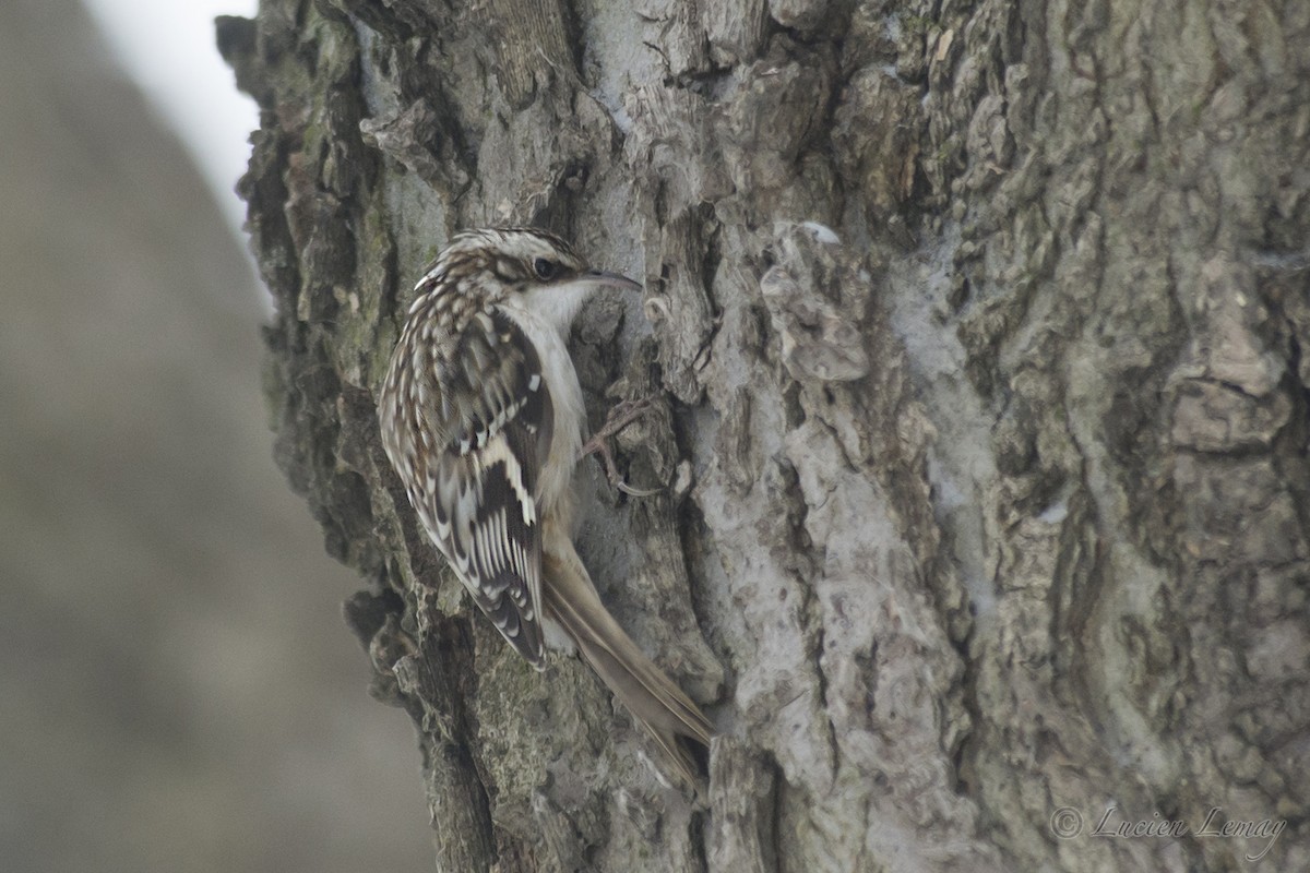 Brown Creeper - ML140609201