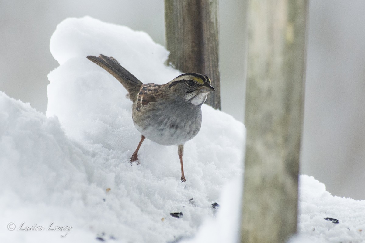 White-throated Sparrow - ML140609301