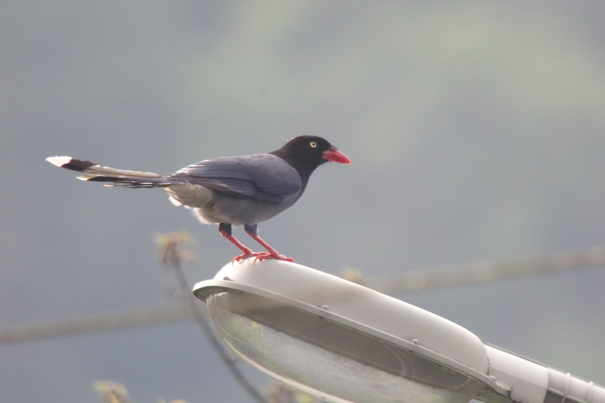 Taiwan Blue-Magpie - Tomohiro Iuchi