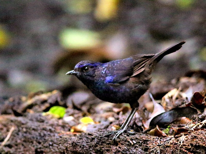 Shiny Whistling-Thrush - ML140609661