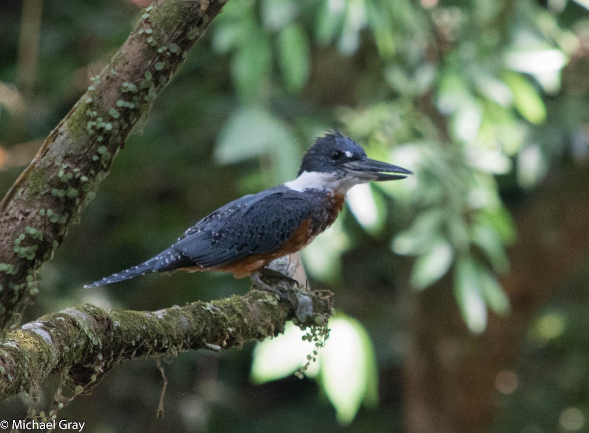 Ringed Kingfisher - ML140609701