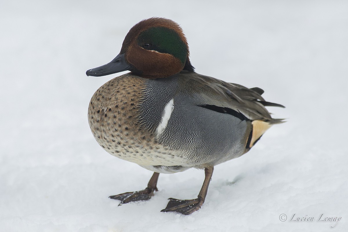 Green-winged Teal - ML140609791