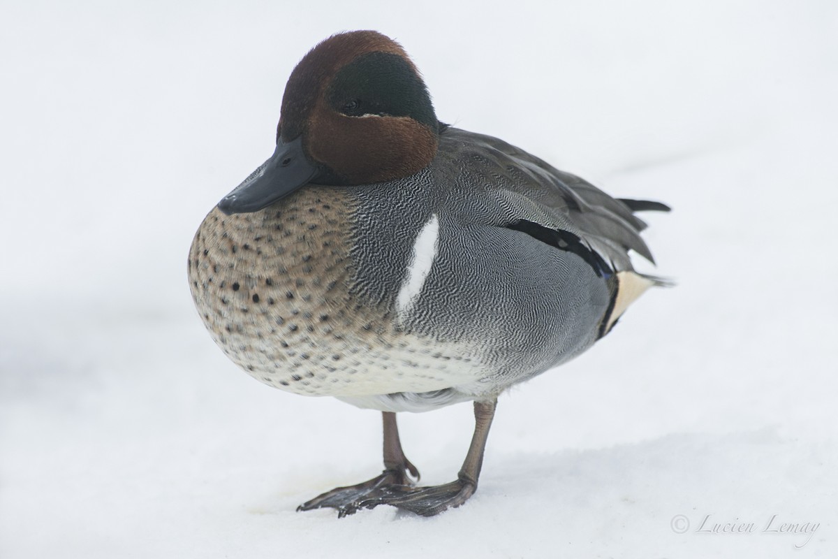 Green-winged Teal - ML140609831