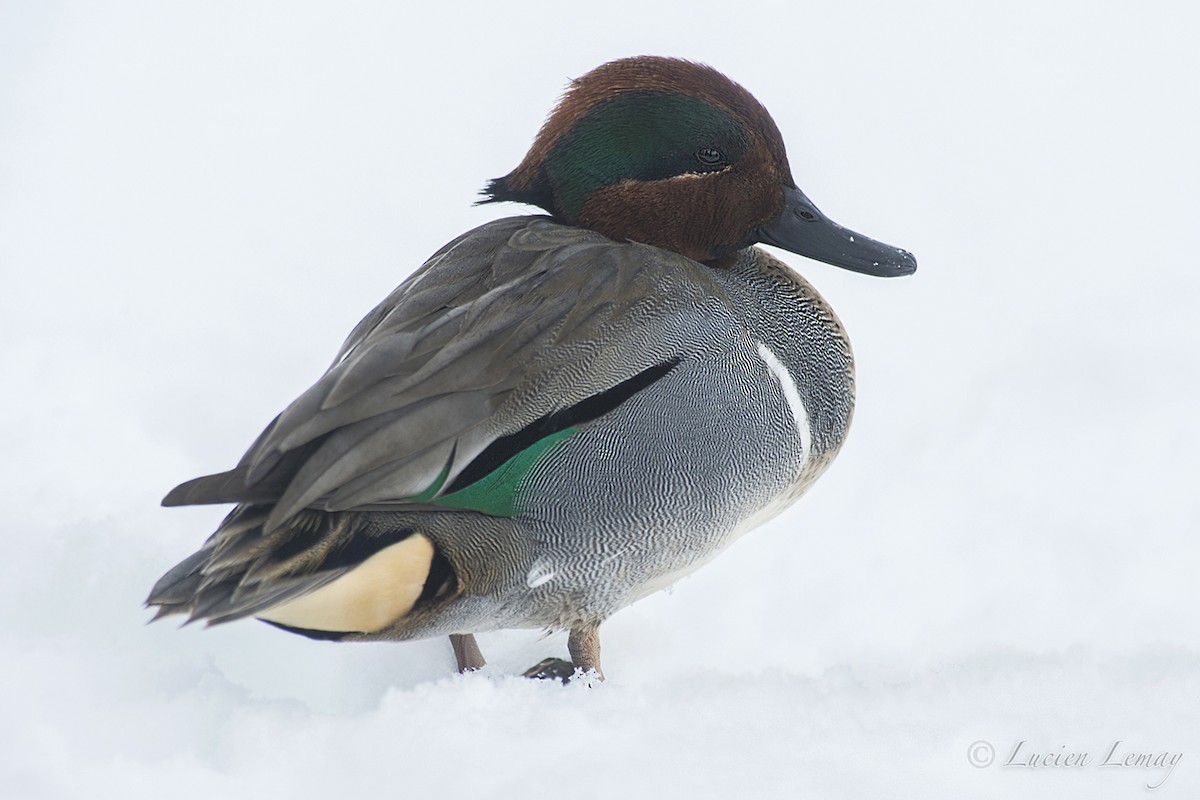 Green-winged Teal - ML140609931