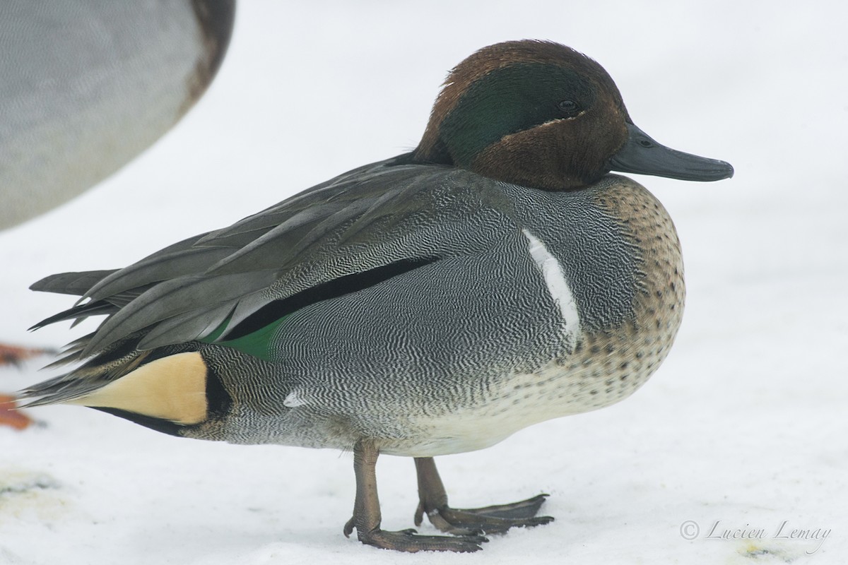 Green-winged Teal - ML140609951