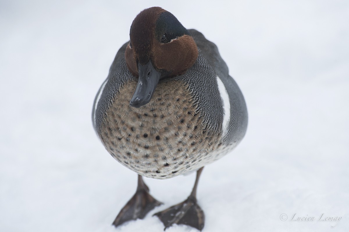 Green-winged Teal - ML140609981