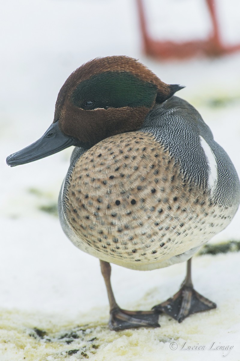 Green-winged Teal - ML140609991