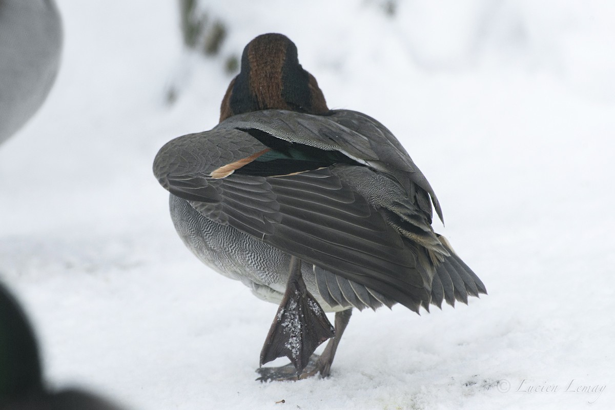 Green-winged Teal - ML140610001