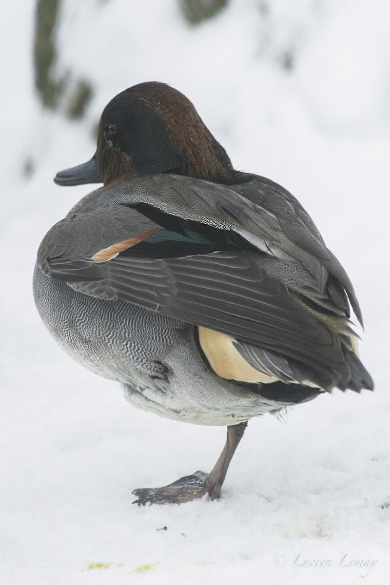 Green-winged Teal - ML140610021