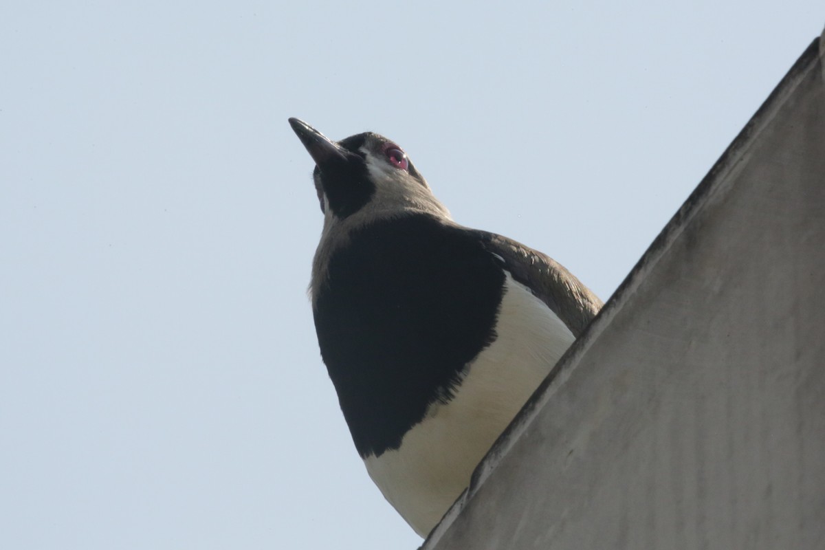 Southern Lapwing - ML140610331