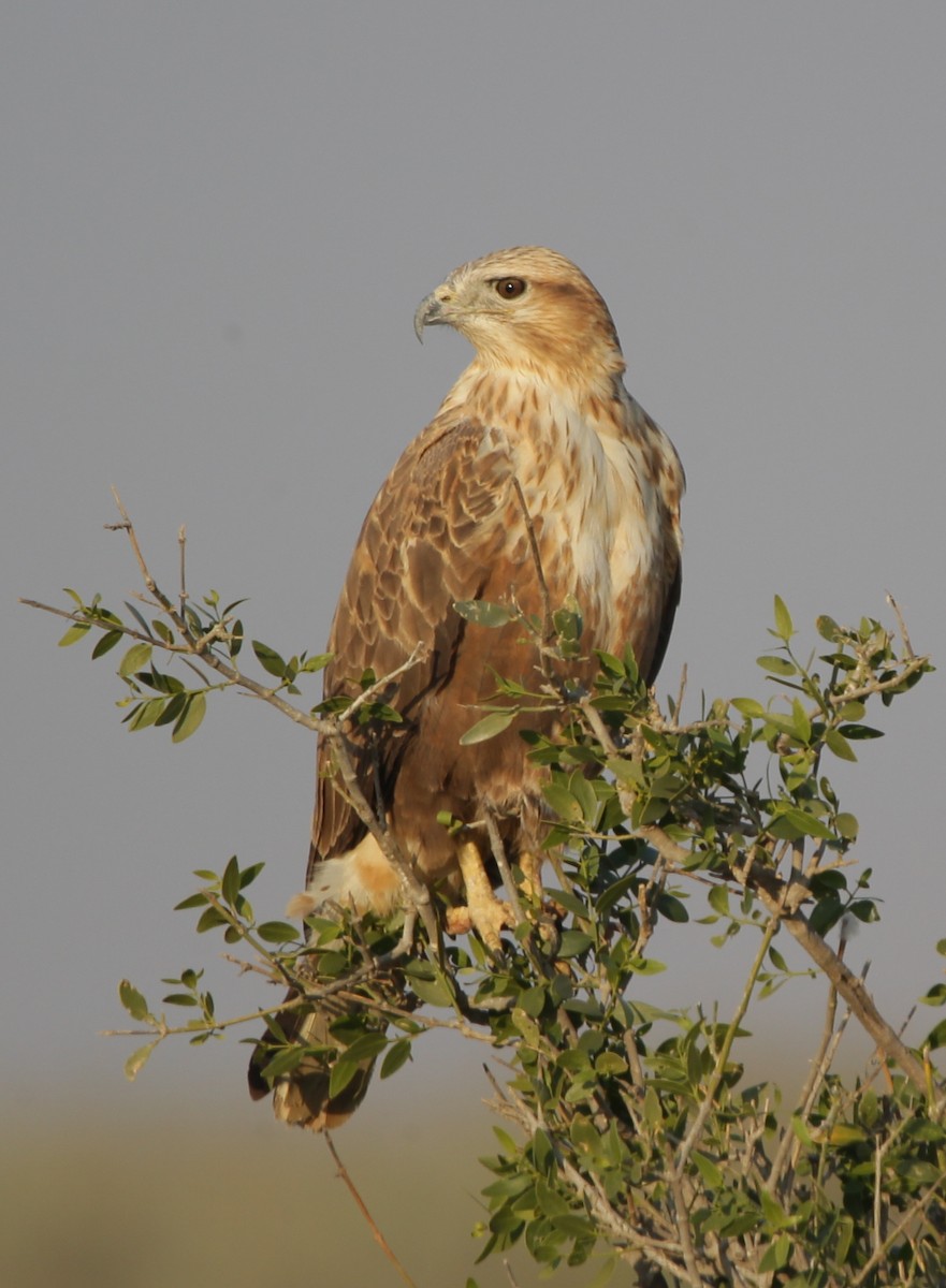 Long-legged Buzzard - ML140610931