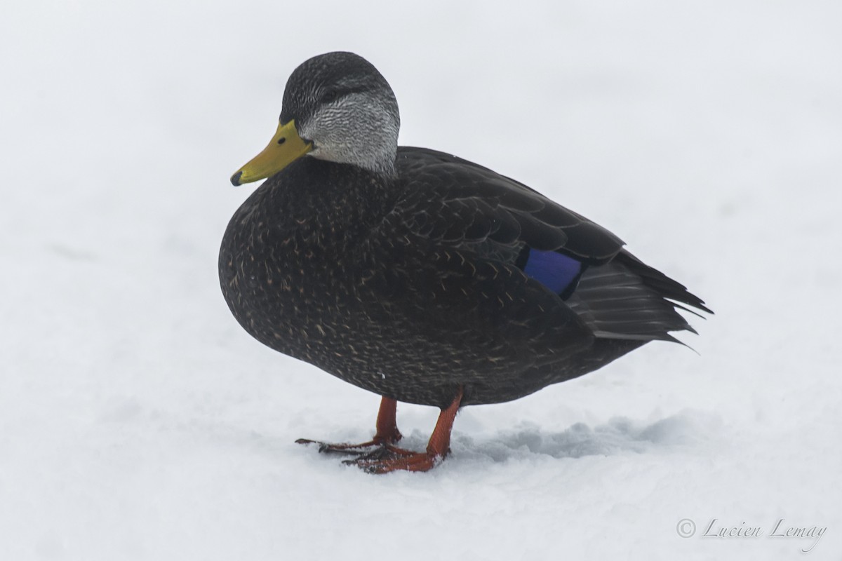 American Black Duck - ML140611081