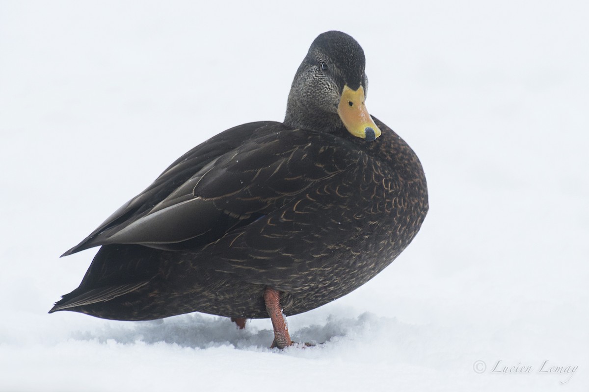 American Black Duck - ML140611121