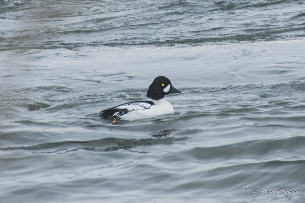 Hybride Garrot à oeil d'or x G. d'Islande - ML140611251