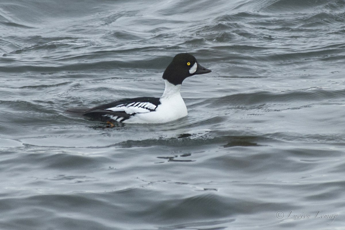 Common x Barrow's Goldeneye (hybrid) - ML140611291