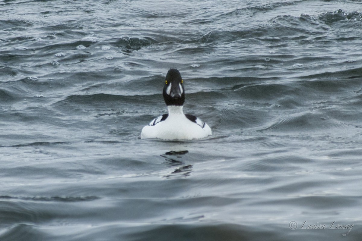 Common x Barrow's Goldeneye (hybrid) - Lucien Lemay