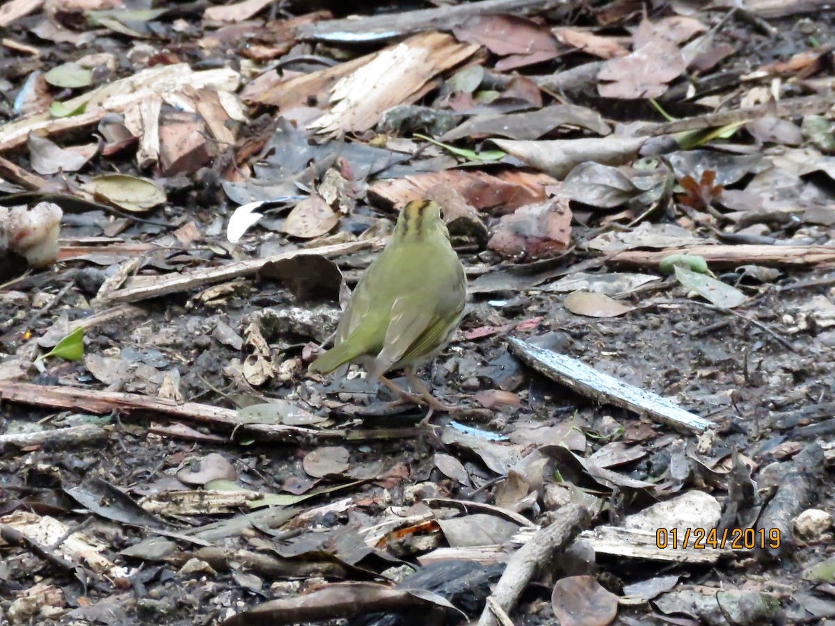 Ovenbird - Cheryl Ring