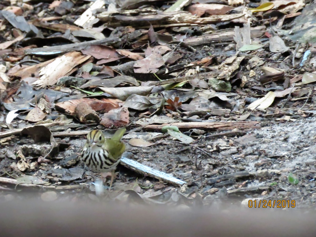 Ovenbird - ML140611971